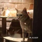 一家有宠物猫的复古文艺咖啡店