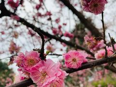 -西安青龙寺遗址景区