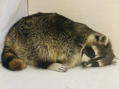 -浣熊柯尔鸭土拨鼠·电玩咖