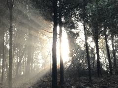 -原山国家森林公园