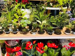-南汇花鸟市场(上海浦东新花卉店)