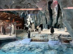 -帝企鹅自助餐厅•儿童岛•真企鹅(长隆企鹅酒店)