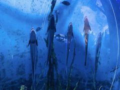 -江和美海洋公园