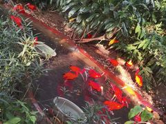 -广州长隆飞鸟乐园