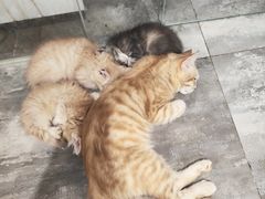 -楼上猫咖(罗湖店)