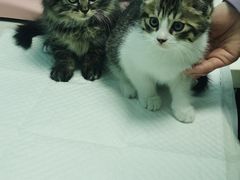 -纳吉亚猫专科动物医院博雅分院