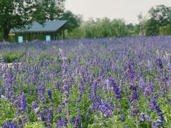 -静之湖湖畔餐厅