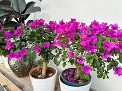 -四季餐厅·新津菜(环湖中路店)