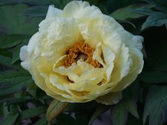 -国家植物园南园