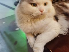 -Mr.Fox狐狸先生超级密室(南山店)