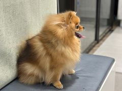 -关爱宠物医院·猫科中心·消化科(滨湖万达分院)