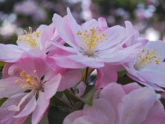 -海棠花溪(元大都城垣遗址公园)