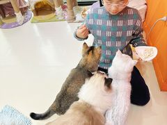-三花喵·撸猫购宠·宠物生活馆(虹桥南丰城店)