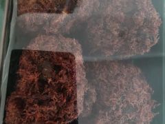 -泸溪河桃酥(欧尚店)