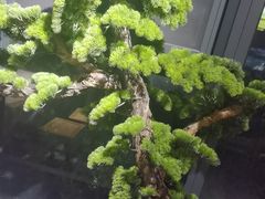-四季厨房 鲁菜·孔府烤鸭(高新万达店)