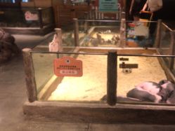 -造物庄园 萌宠纪(苏州湾歌林公园店)