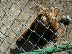 android_upload_pic-新疆天山野生动物园