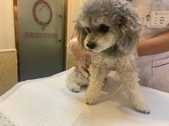 -宠爱国际动物医院·消化内科·心肾内科·ISFM猫友好(望京店)