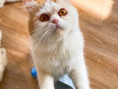 -猫的茶·猫咖