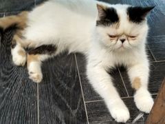 -猫色咖啡·猫咖