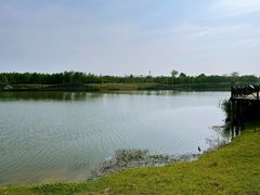 -合肥滨湖国家森林公园