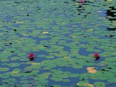 -白鹭湾湿地公园