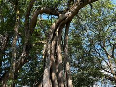 -瑞丽独树成林风景区