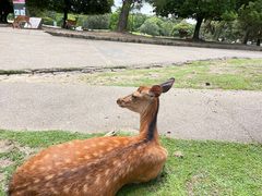 -奈良公园