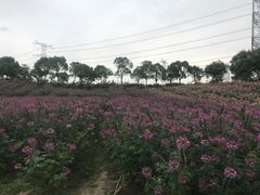 -上海杨姆庄园
