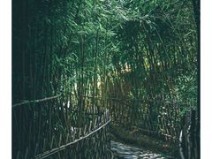 -竹子庵公园