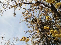 -三圣花乡旅游区