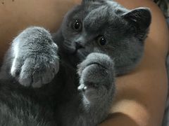 -多卡布奇宠物生活馆(上林世家店)