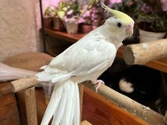 -吉丁鸟咖·异宠·寄养