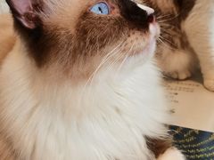 -平行世界·猫咖(首经贸店)
