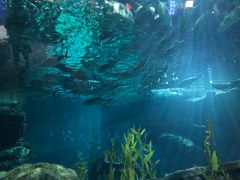 -暹罗海洋世界