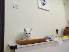 -鼓捣猫呢主题猫咖店