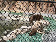 -北京野生动物园
