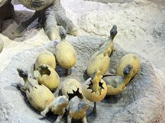 -国家自然博物馆