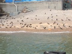 海驴岛-海驴岛(荣成市)