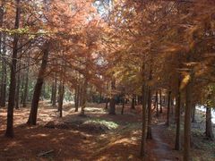 -上海海湾国家森林公园