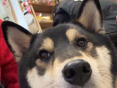 -柴迷FANS CLUB·柴犬狗咖·猫咖