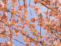-高东镇樱花园