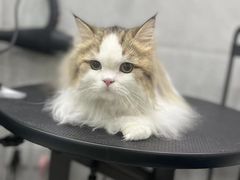 -萌小它宠物健康管理中心(怡海家园店)