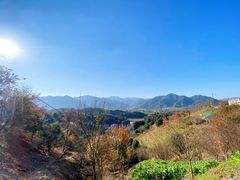 -新建村梅花