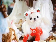 -萌宠之家·腊肠犬·马尔泰·小体犬舍