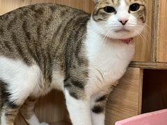 -博特宠物医院24h犬猫全科.骨科·异宠