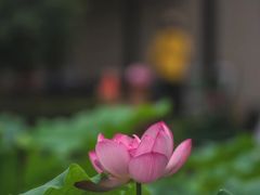 -陈家山荷花公园