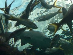 -瑞普利水族馆