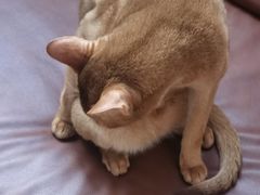 -MOCHA明星猫咖(田子坊店)