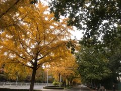 -三里屯东五街银杏大道